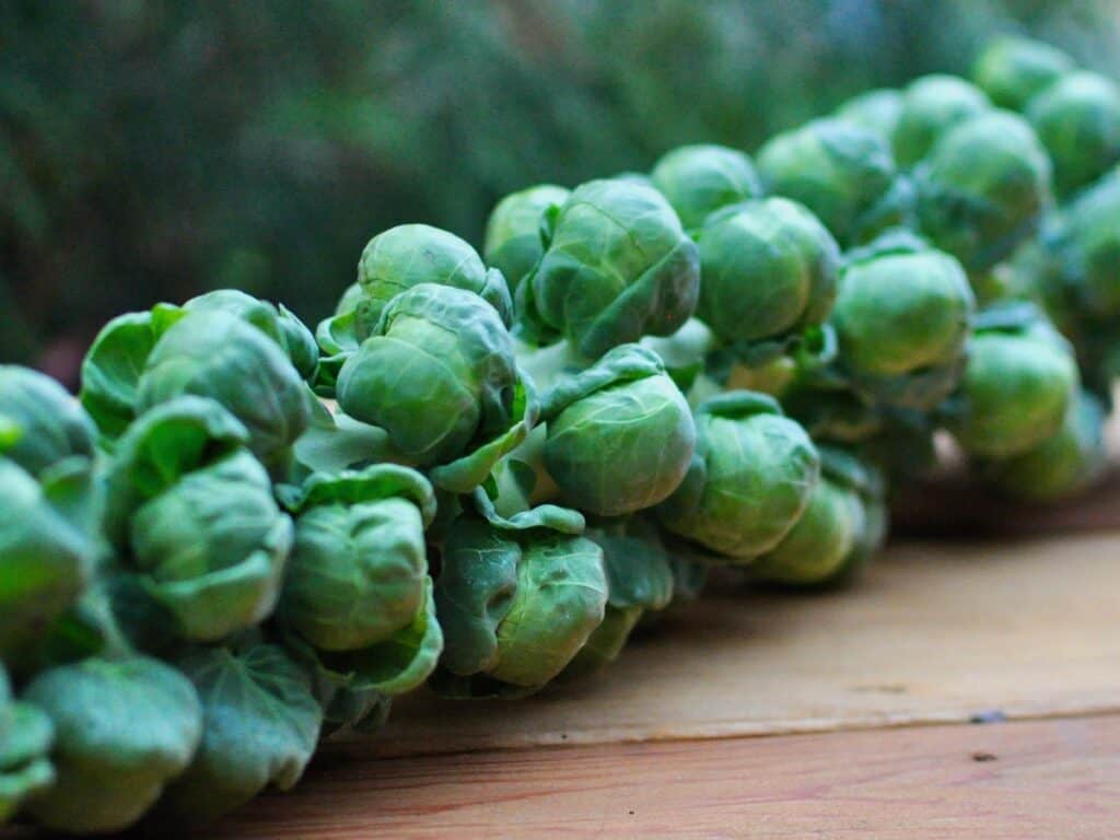 A stalk of Brussels Sprouts on a wooden table.