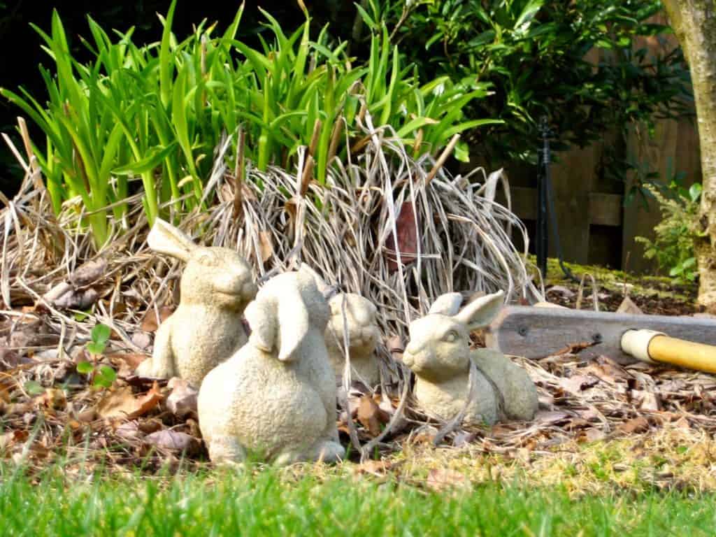 Four concrete bunnies and a zen garden rake in front of a clump on emerging daylilies in a spring garden.