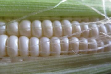 An Ear of Corn close up showing kernels