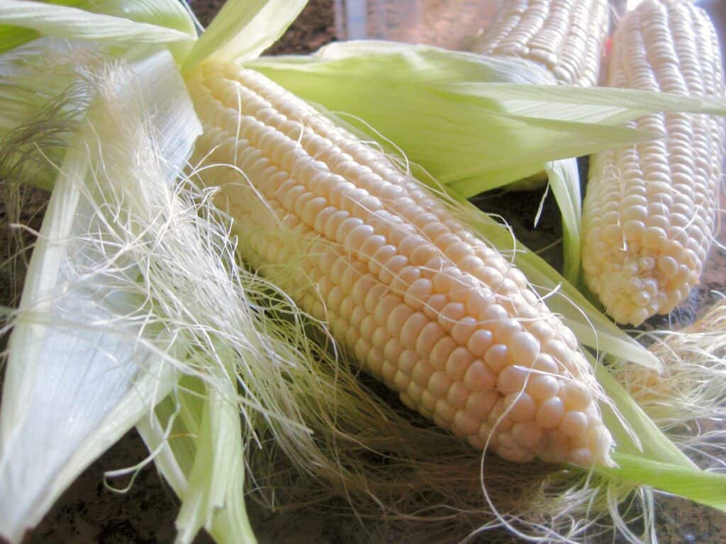 Fresh Corn on the Cob opened with husk and silk.