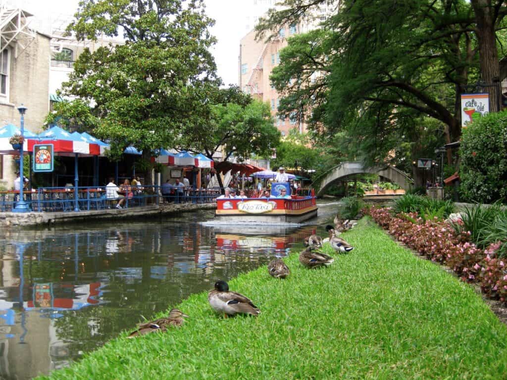 Ducks lounge beside the water along the Riverwalk  in San Antonio, TX.