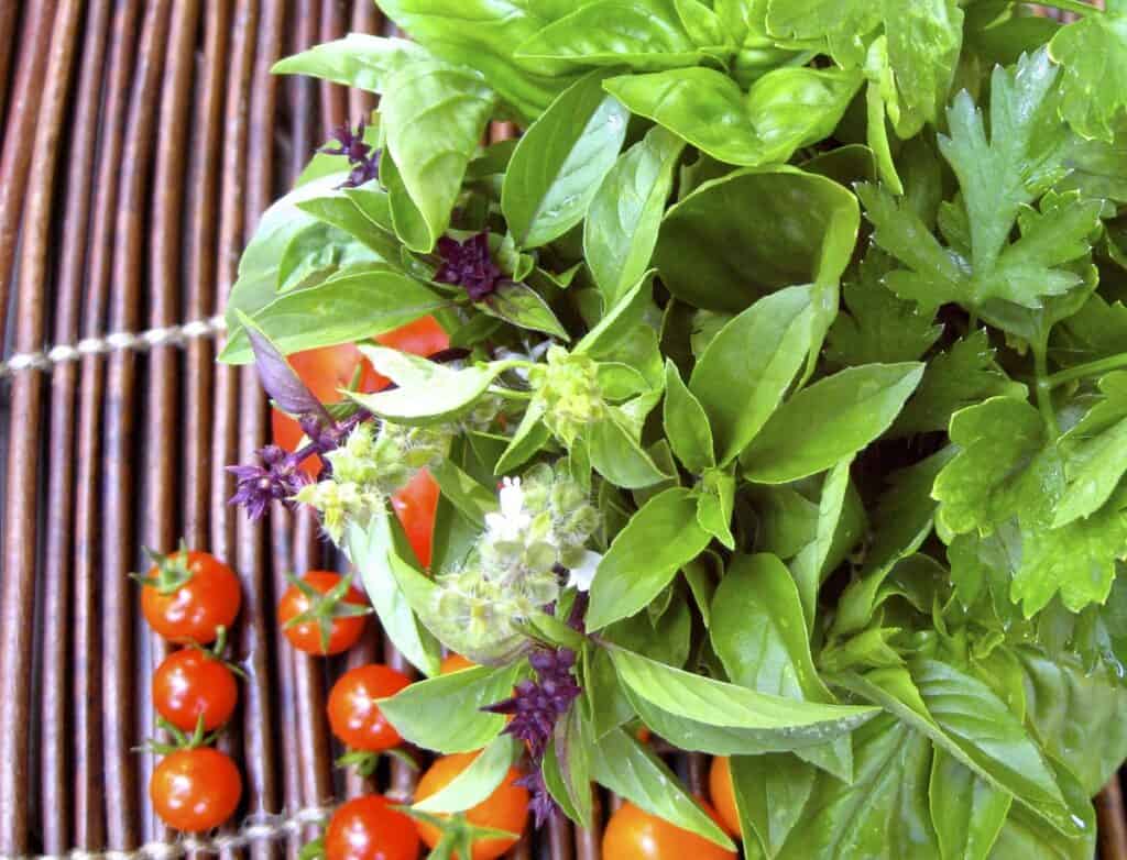 Fresh from my garden - parsley and basil sprigs with white and purple flower tops, beside some cherry tomatoes on a twig mat.