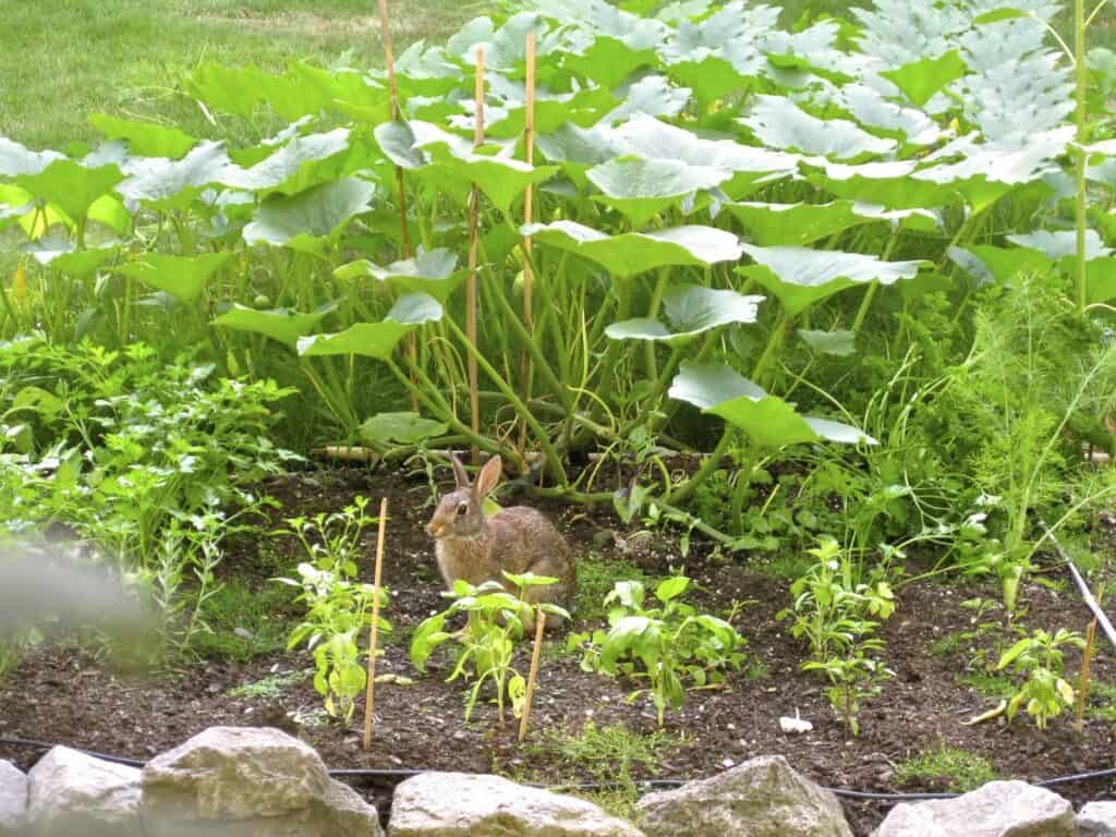 Wild bunny in the backyard garden beside our Mystery Vine.