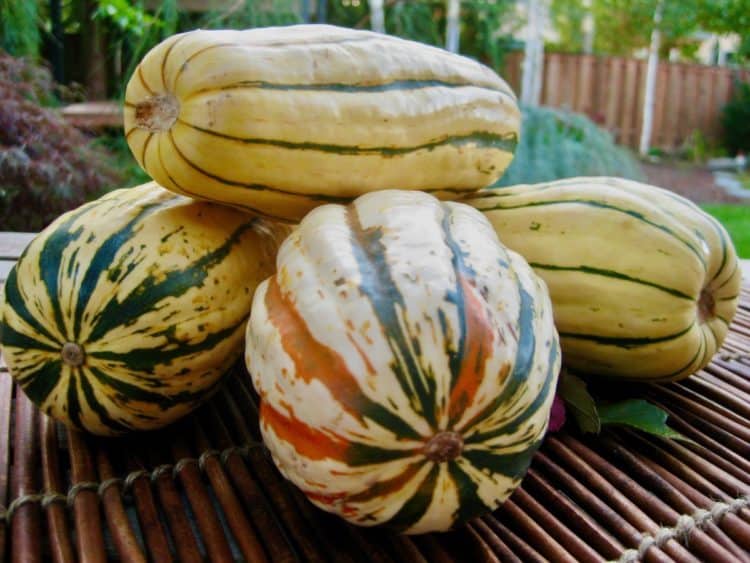 Delicata Squash stacked in the garden.