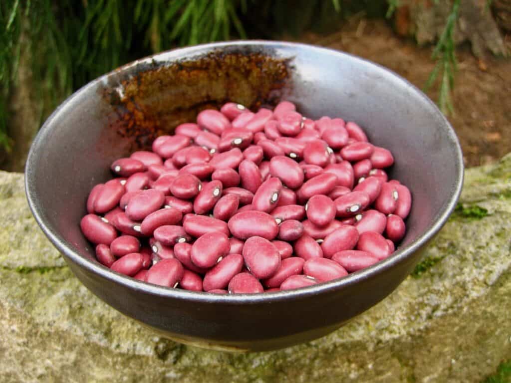A bowl filled with dried red beans sits on a mossy rock in front of an evergreen tree as a visual reminder of Eating Our Words.