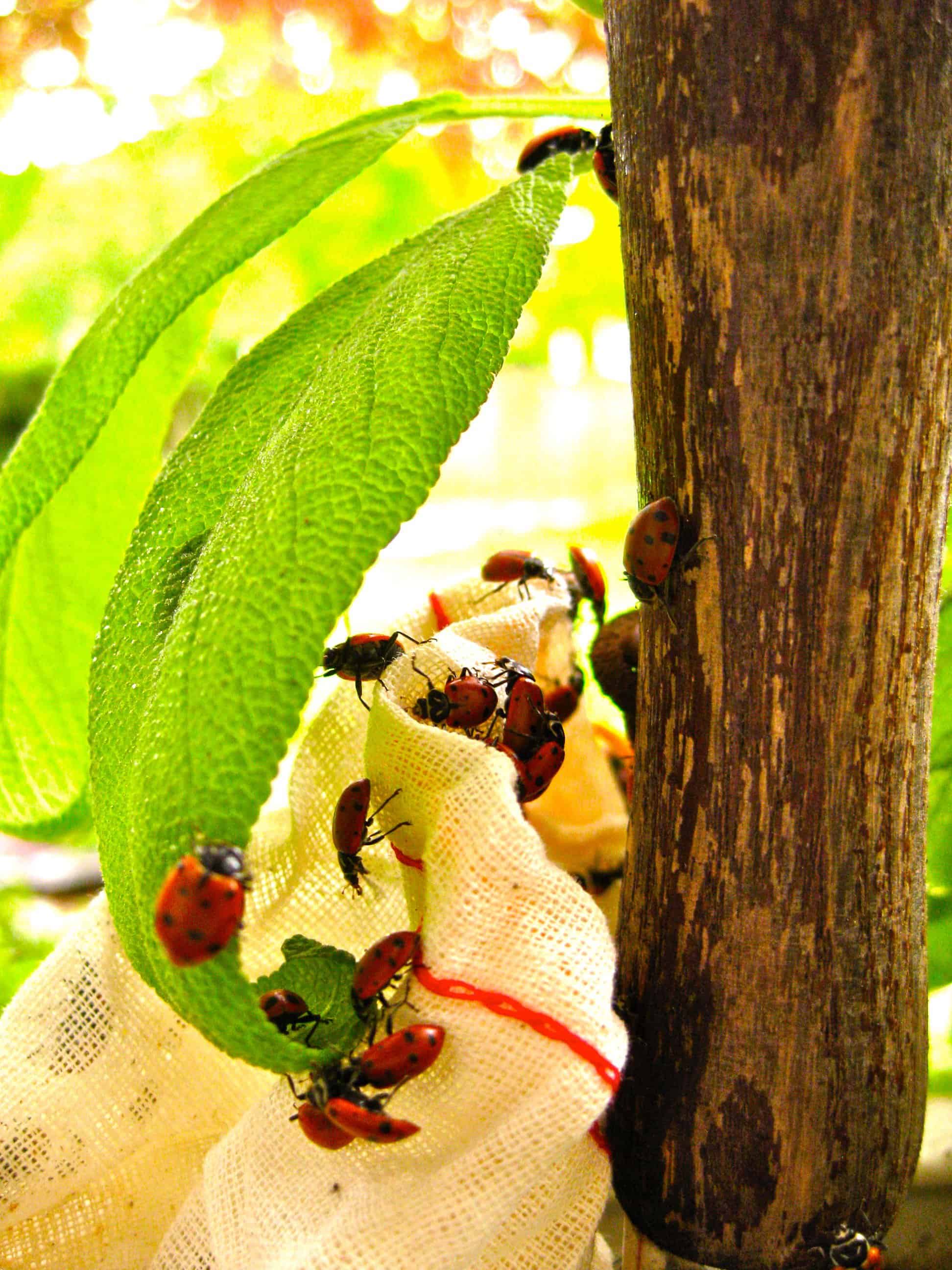 Ladybugs emerge from their muslim bag and begin to climb green leaves.