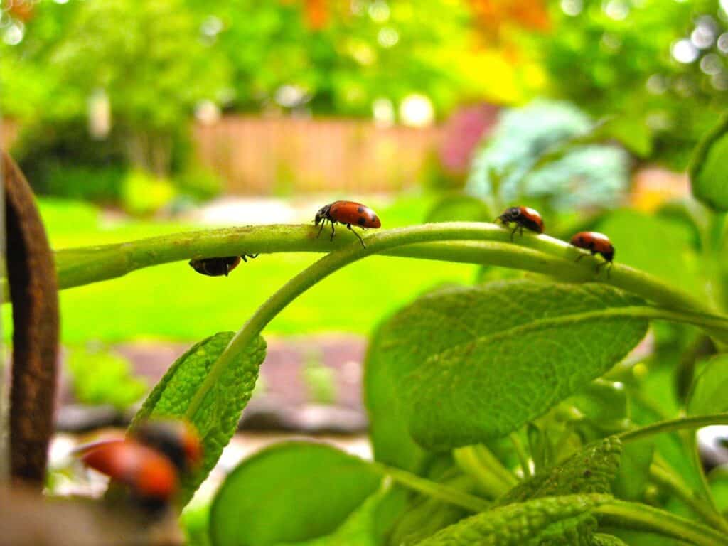 Ladybugs crawl across a sage stem.