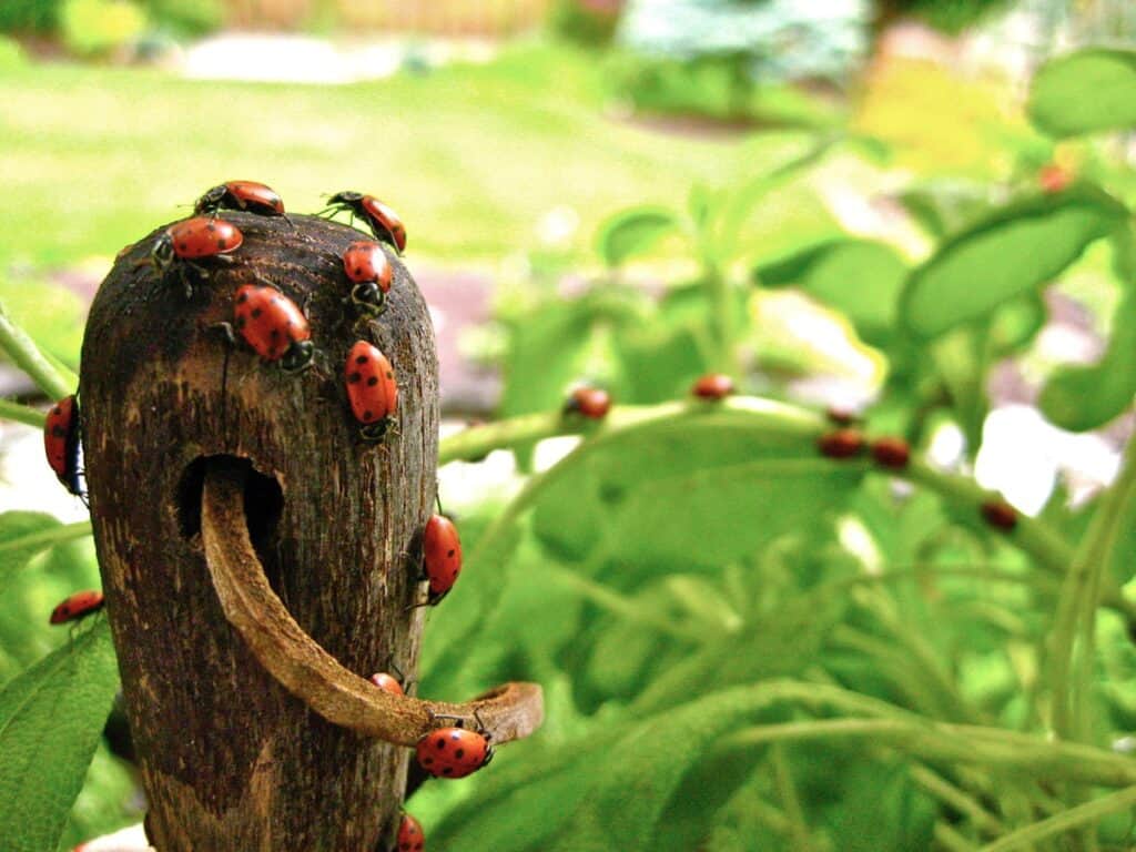 Ladybugs climb on the handle of a garden shovel and down onto the surround foliage.
