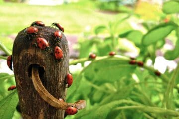 Ladybugs climb on the handle of a garden shovel and down onto the surround foliage.