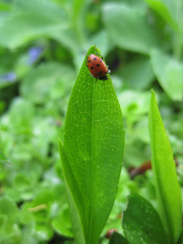 A ladybug sits at the top of a leaf looking for garden pests to devour.