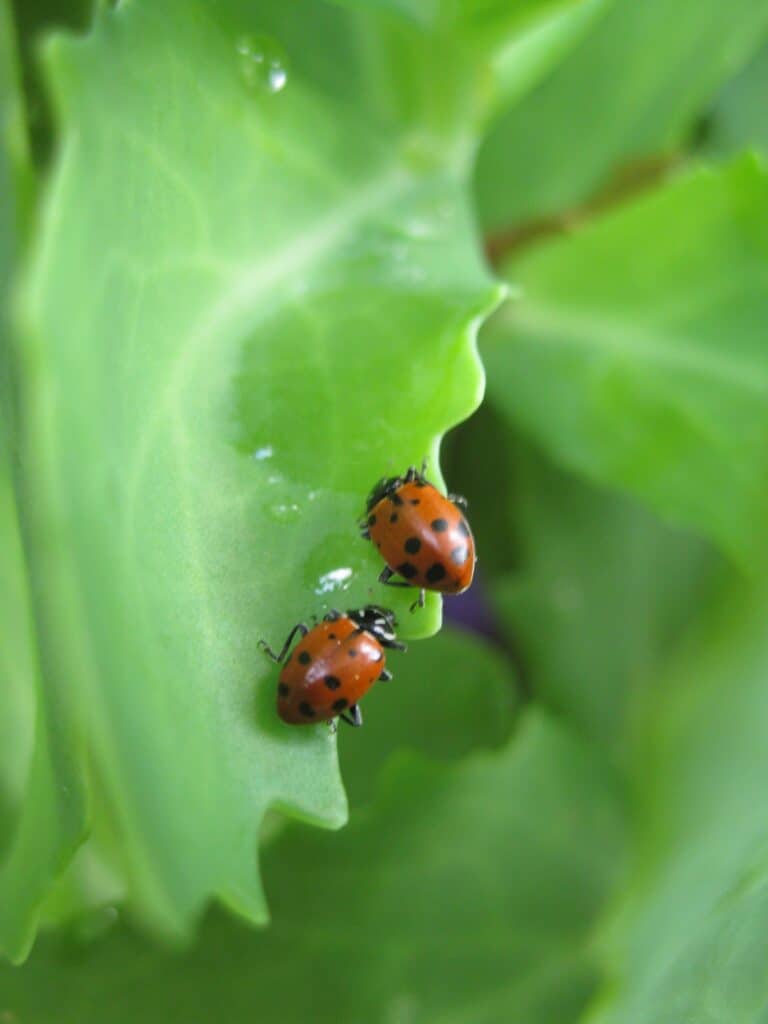 Two Ladybugs share a succulent leaf.