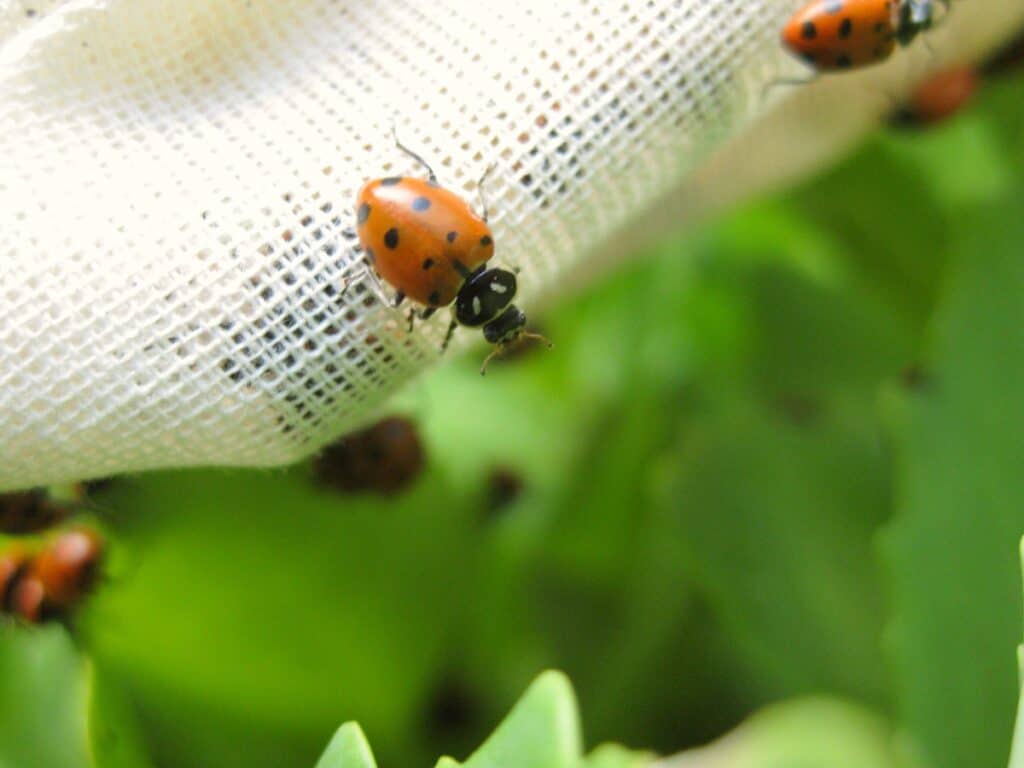 Ladybird Beetles, or Ladybugs, released in the garden.