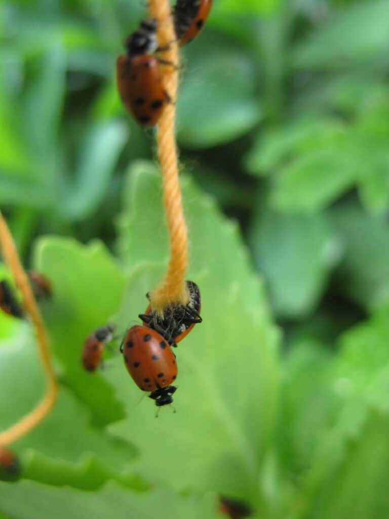 Ladybugs hang from a string in the garden.
