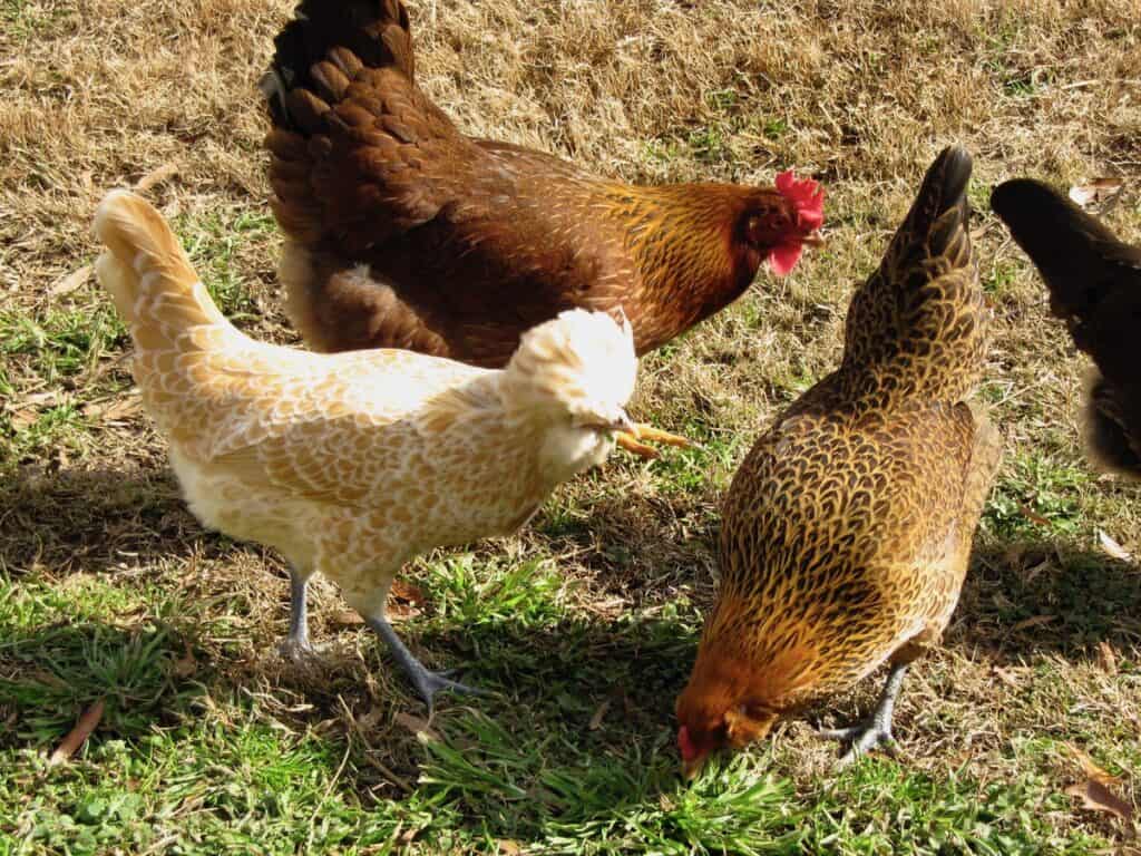 Chickens in the Yard.