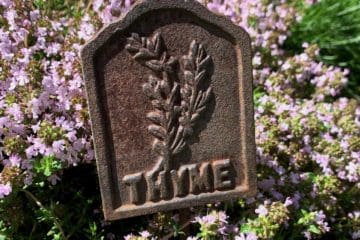 My Own Sweet Thyme