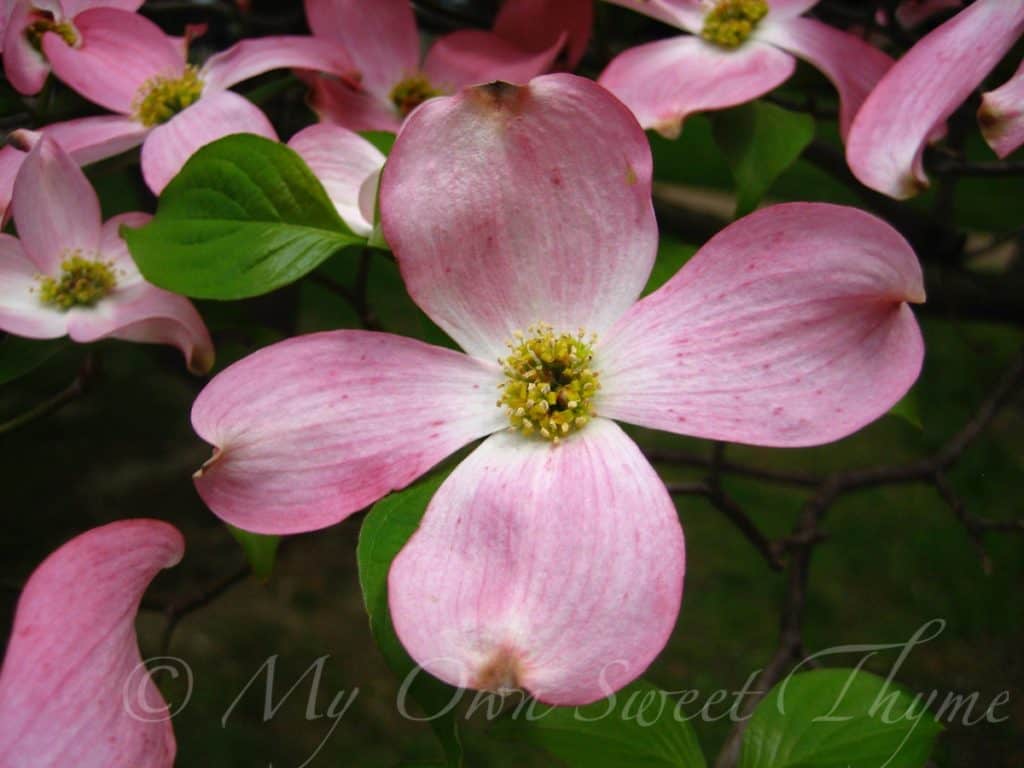 a single gorgeous blossom from a pink dogwood tree (Cornus florida) in Kentucky