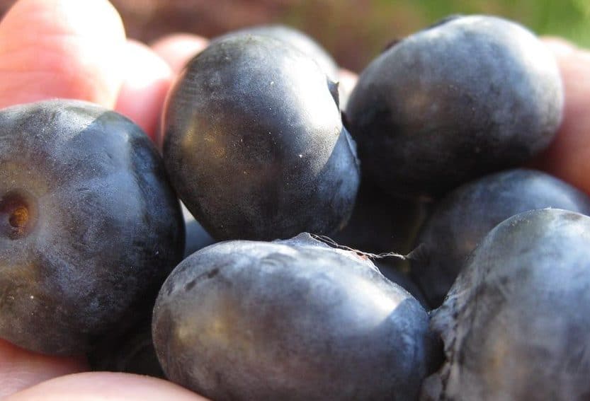 Hand holding several large Blueberries from Meadowglenn Farm