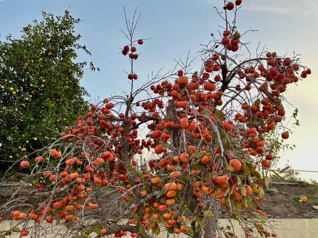 A southern California persimmon tree bearing an abundance of Fuyu persimmons.
