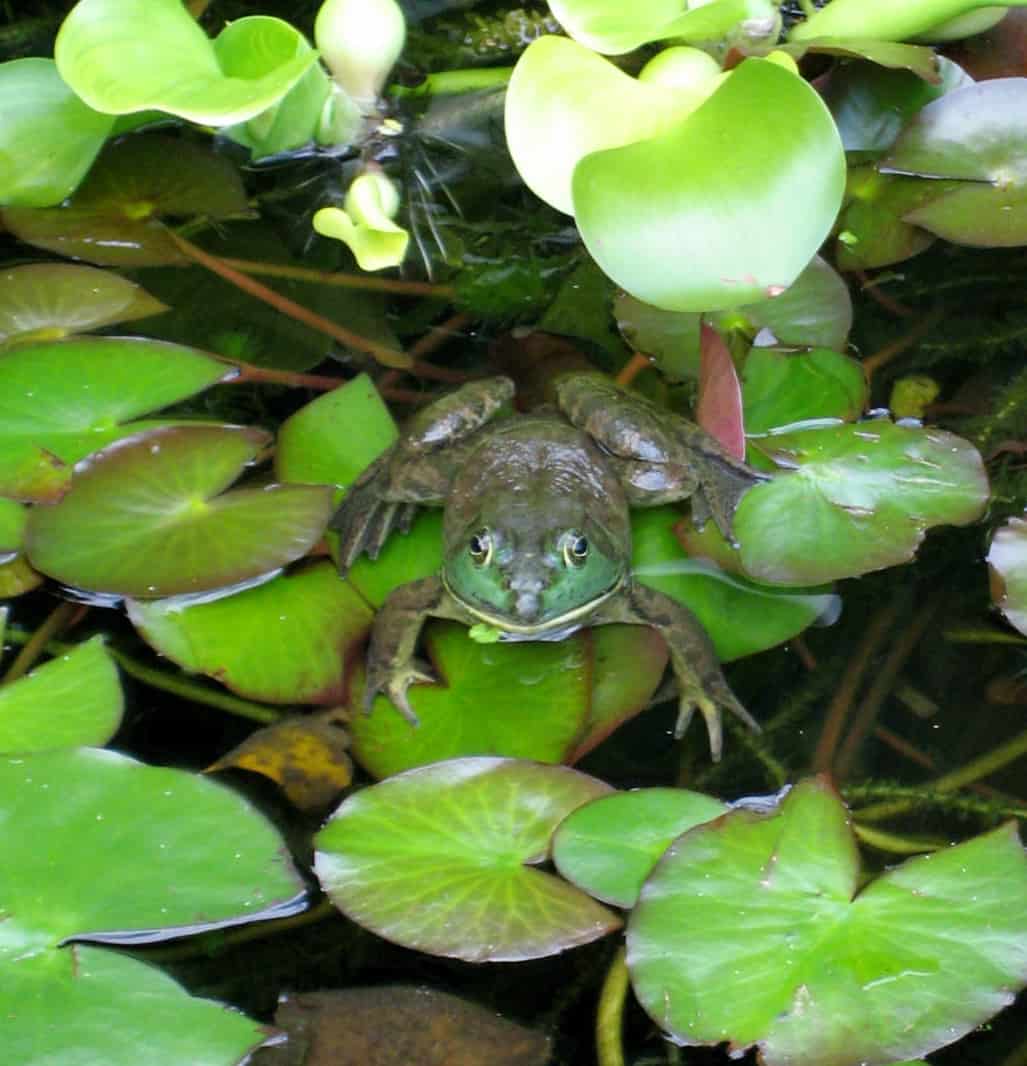 Poised to leap...a frog sits on lily pads in the Pool of St. Catherine. 