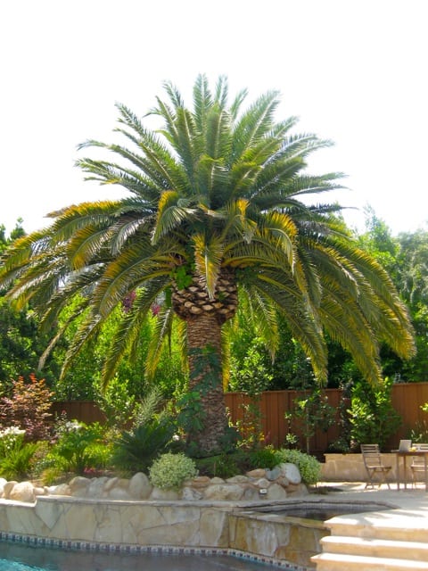 Palm tree by azure pool in back
