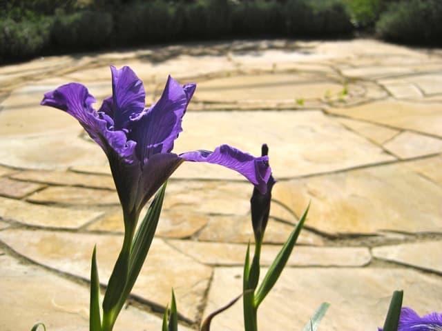 Stone Circle in front with blooming iris