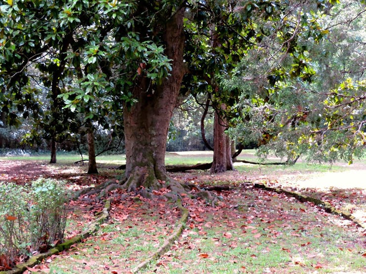 Magnolia roots in the foundation of Circular Maze Garden, Rowan Oak, Oxford, MS