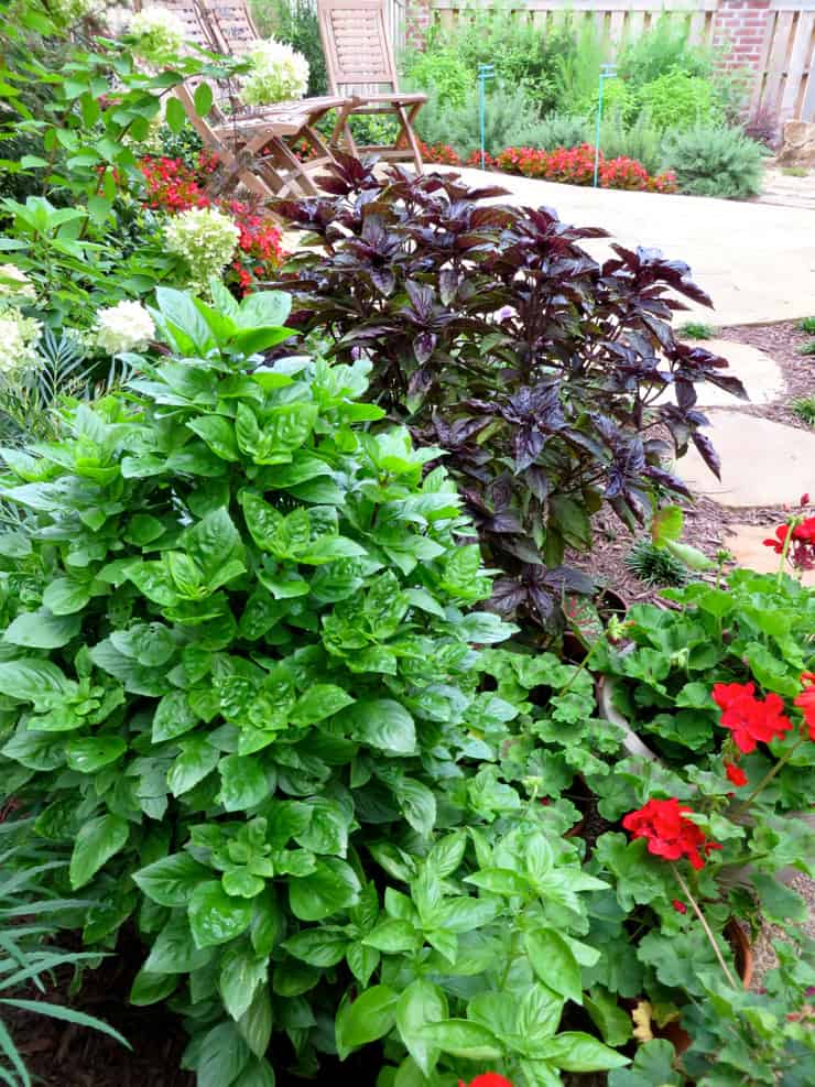 Basil plants in garden border