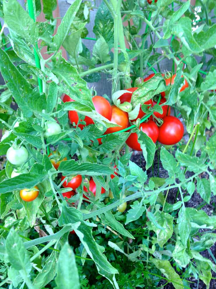 Tomato plants and parsley in the garden