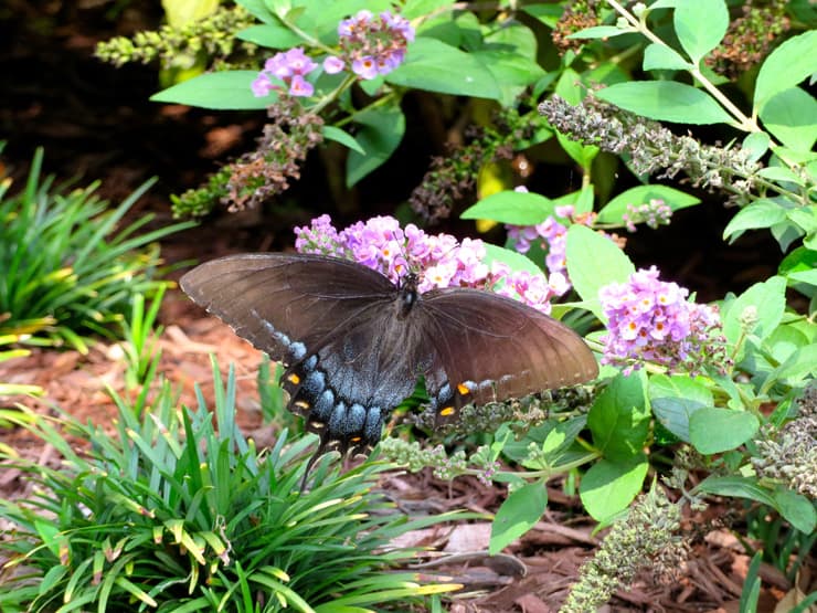 Swallowtail butterfly with torn wing on butterfly bush