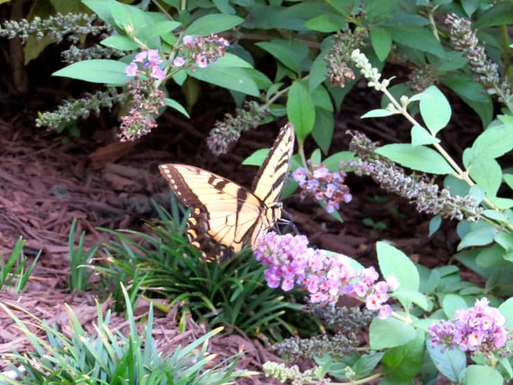 Swallowtail butterfly on Butterfly Bush