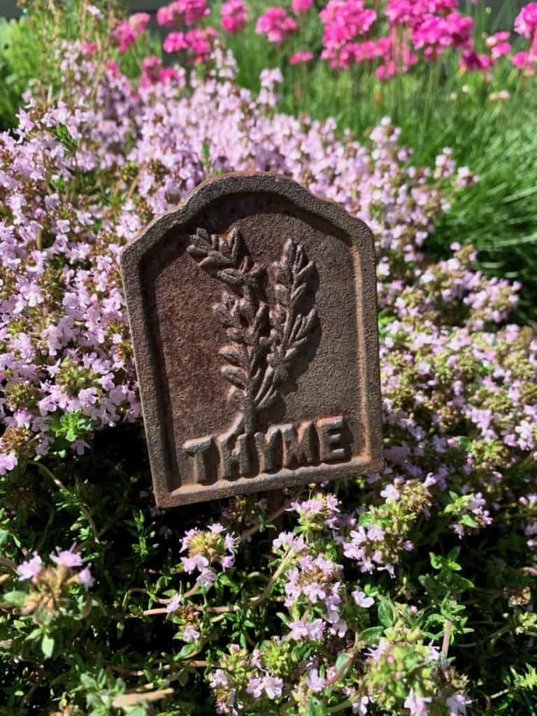 Sweet Thyme in bloom in an herb garden featuring a metal "Thyme" marker.